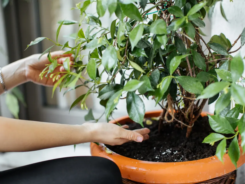 Hands tending to the base of a potted plant with rich black soil