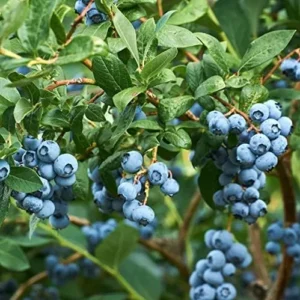 Blueberry Bush Plant - Live Plant 4 Inch Pot - High Yield