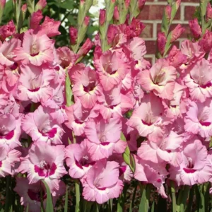 That's Love Gladiolus Flower Bulbs - 18 Bulbs Per Pack - Vibrant Blooms for Your Garden