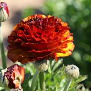 Tecolote Ranunculus Cafe Plant Bulbs - 25 Bulbs Per Pack - Unique Color