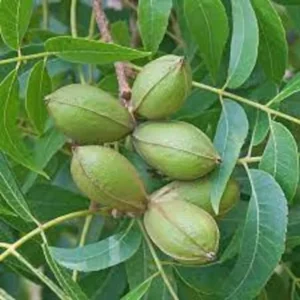 Tom Pecan Tree - Bare Root Fruit Tree - 3 to 4 Feet - Nut Producing