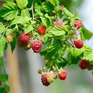 Nova Red Raspberry Plant - Live Raspberry Bush - 1 Gallon Edible Berry Plant