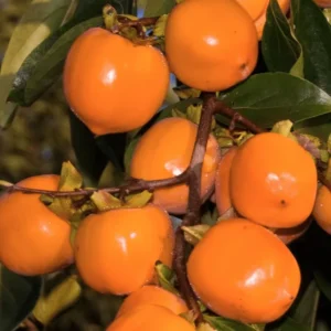 Tanenashi Asian Persimmon Tree - 2-3