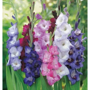 Stars and Stripes Forever Gladiolus Mix - 18 Bulbs Per Pack
