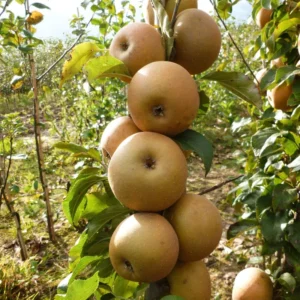 Golden Russet Apple Tree - Bare Root Apple Fruit Tree - 3 to 4 Feet