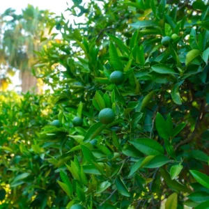 Key Lime Tree Starter Plant Live - 3-4 Ft Tall Potted Citrus Aurantifolia