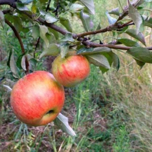 Apple Plant Live: Sweet Apple Fruit Tree, 4-5 Ft Bare Root, Garden Ready