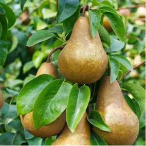 Beurre Bosc Pear Tree Bare Root Fruit 4-5 Feet