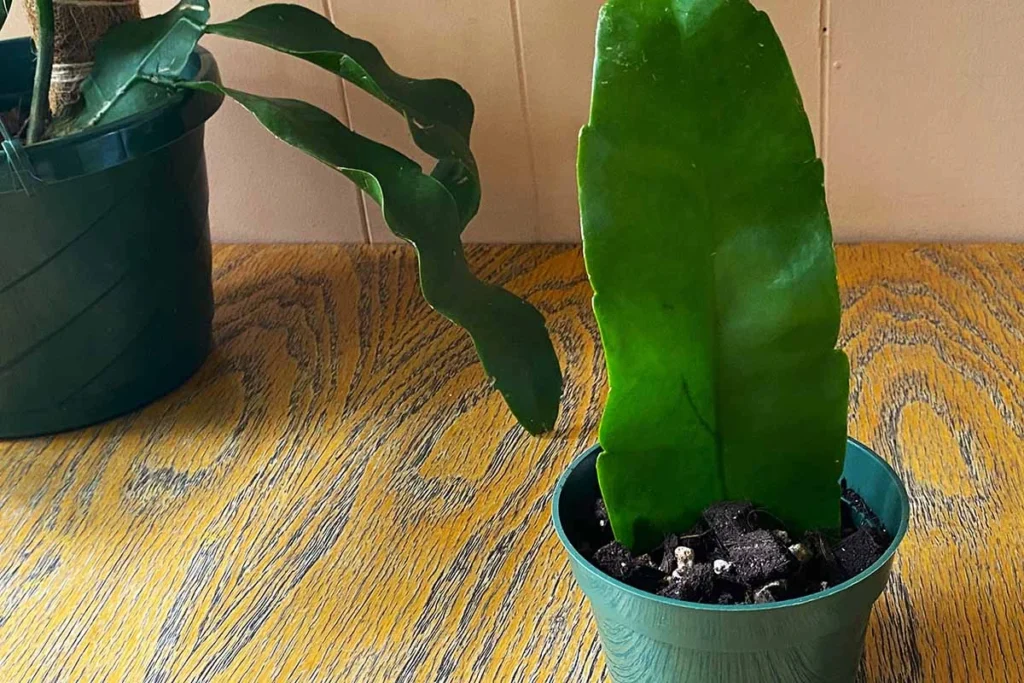 A healthy cutting of a Queen of the Night cactus in a green pot, showing its long, smooth, green leaves emerging from the soil.