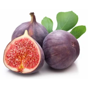 Beer's Black Fig Tree - Ficus Carica Plant 1.5 to 3 Ft - Edible Fruit