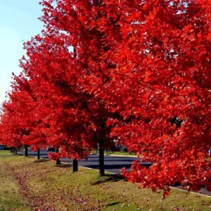 Red Sunset Maple Tree Bare Root 3-4 Feet - Acer Rubrum - Fall Color