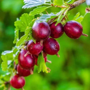 Hinnonmaki Red Gooseberry Plant - Bare Root Fruit Plant