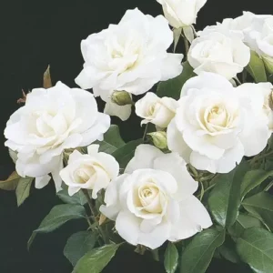 Iceberg White Rose Plant - Outdoor Shrub Rose Bush 4-10 Inches White