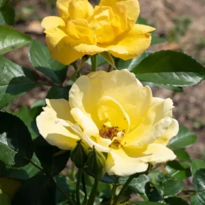 Rose Bush, Knock Out Rose, 1 Quart Pot, Live Shrub, Fresh Roses