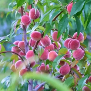 Dwarf Carolina Belle Peach Tree - 1.5 to 3 ft Peach Tree Sapling