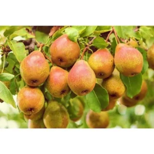 Seckel Pear Tree Bare Root 4-5 Feet - Heirloom Fruit Tree