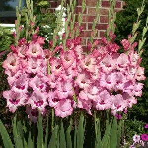 That's Love Gladiolus Flower Bulbs - 18 Bulbs Per Pack - Vibrant Blooms for Your Garden