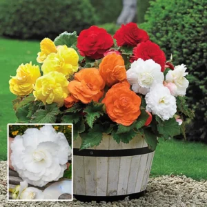 Mixed Begonias Super Pack Flower Bulbs Value Bag - 5 Bulbs per Package - Live Flower Garden