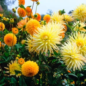 Star Mix Cactus Dahlias - 5 Bulbs Per Pack - Easy to Grow Flower Bulbs