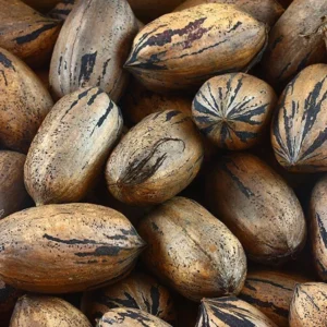 Lakota Pecan Tree - 3-4 Ft Bare Root Pecan Nut Seedlings - Carya illinoinensis
