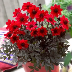 Pulp Fiction Dahlia Flower Tubers - 3 Bulbs Per Pack - Easy to Grow Live Plant