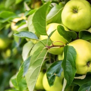 Golden Delicious Apple Tree Live Plant - 2-3 Inch Tall Fruit Tree