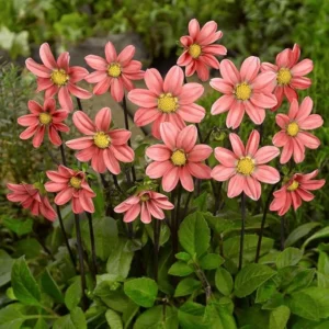 Topmix Salmon Dahlia Flower Bulbs - Pack of 3 Blooming Bulbs