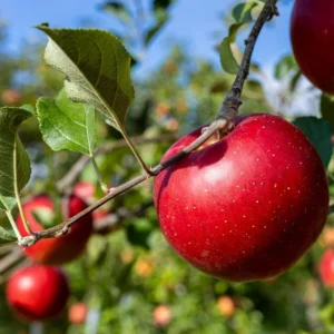 Empire Apple Tree - Live Fruit Tree 4-5 Ft Tall Bare Root Orchard Plant