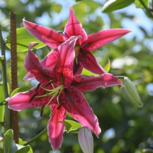 Miss Feya Orienpet Lily Flower Tubers – 3 Bulbs per Pack