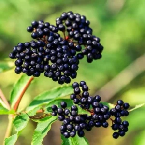 Nova Elderberry Plant Live - 8-12 Inch Bare Root - Sweet Black American Elderberry Fruits Tree