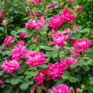 Pink Double Rose Plant - Rose Flowering Plant 4 Inch Pot