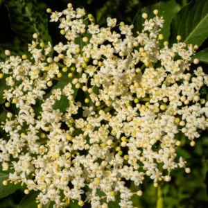 Nova Elderberry Plant Live - 8-12 Inch Bare Root - Sweet Black American Elderberry Fruits Tree