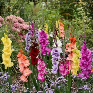 Mixed Gladiolus and Calla Lily Flower Bulbs - 30 Bulbs per Pack - Garden Variety