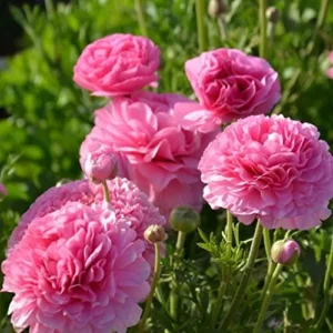 Tecolote Ranunculus Pink Bulbs for Planting - 25 Bulbs Per Pack