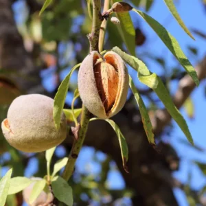 Texas Mission Almond Tree Live 3-4 Feet Tall - Bare Root - Tree Plant Healthy Plants Home Landscape Gardening Nuts Almonds Garden