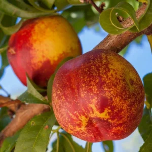 Mericrest Nectarine Tree - 2-3 ft Nursery Pot - Cold Hardy & Sweet