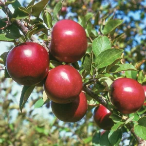 Jonathan Apple Tree Live Plant - 2-3 Inch Red Apple Fruit Tree - Grow Indoors/Outdoors