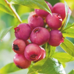 Pink Lemonade Blueberry Plant 4 Inch Pot Edible Fruit Shrub