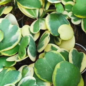 Hoya Kerrii Heart Plant Live - Variegated Hoya, 3-4 Inch Plant
