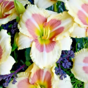 When My Sweetheart Returns Daylily Bulbs - Reblooming Flower - 1 Bulb Pack