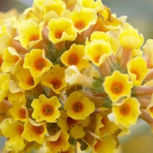 Honeycomb Buddleia Plant Live - Yellow Butterfly Bush 4-6 Inch Garden