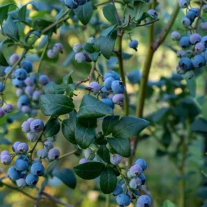 Blueberry Bush Live Plant Jersey Variety 4 Inch Potted Fruit Seedling