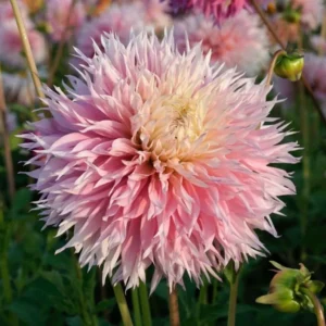 Pinelands Princess Dahlia Tubers for Planting - 3 Bulbs Per Pack