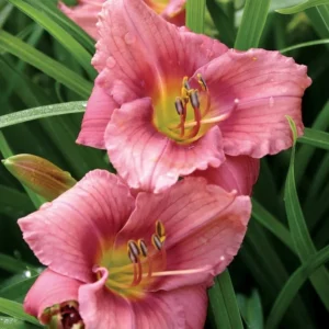 Rosy Returns Daylily - Perennial, Rebloomer Daylily, Large and Fragrant Blooms - 1 Bulbs Per Pack