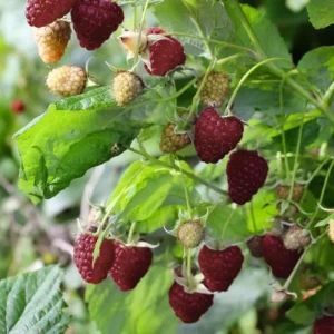 Crimson Night Raspberry Plant Live - 4 Inch Pot - Edible Berry Bush
