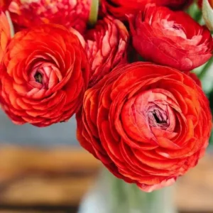 Tecolote Ranunculus Red Bulbs - Pack of 25 Planting Flower Bulbs