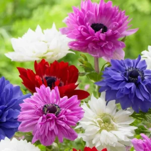 Mixed St. Brigid Anemone - 25 Bulbs Per Pack - Easy to Grow Perennial Flower Bulbs - Colorful Spring Flowers