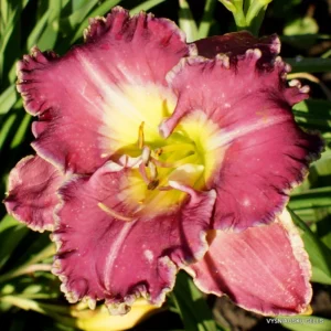 Ring the Bells of Heaven Daylily Bulbs - 1 Pack - Easy To Grow
