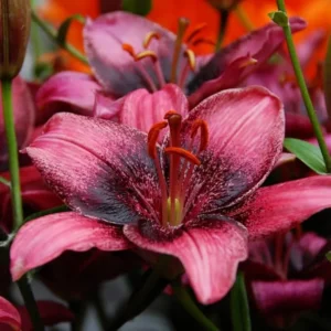 Purple Eye Asiatic Lily Flower Bulbs - 3 Lily Bulbs Per Pack - Purple Flowers