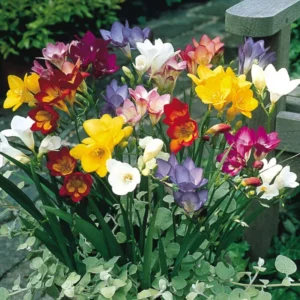 Mixed Freesia Flower Bulbs Value Bag (50 Bulbs Per Pack) - Fragrant Colorful Mix Flowering Blooms in Spring Gardens